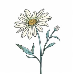 Canvas Print - Illustration of a White Daisy Flower with Leaves