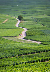 Poster - vineyards in the champagne region between reims and epernay in france