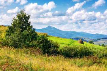 alpine meadow with tall grass on a background of mountains. rural scenery in autumn