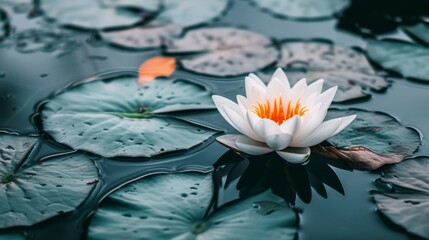 Poster - Serene lotus flower in full bloom, floating on the surface of a calm pond