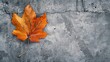 © Jane Kelly - Autumn leaf on concrete
