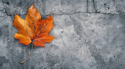 autumn leaf on concrete