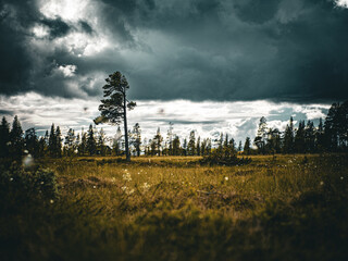 Tree in horizon 