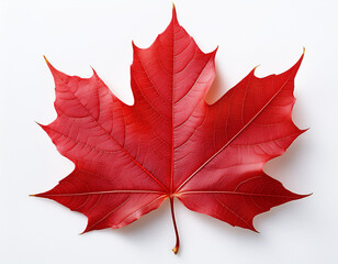a red maple leaf isolated on white.
