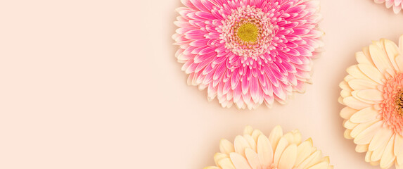 Wall Mural - banner with gerbera flowers scattered on a beige background. springtime concept.