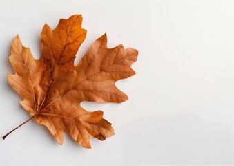 Wall Mural - Brown Maple Leaf on White Background