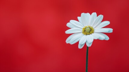 Canvas Print - Single White Daisy in Bloom