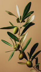 Sticker - Olives on a branch in close-up