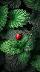 Canvas Print - Ladybug on the leaves close-up