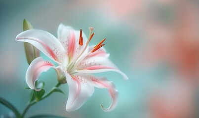 Canvas Print - White Lily Flower In Bloom