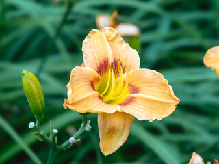 Wall Mural - Hemerocallis daylily Bumble Bee flower in a garden