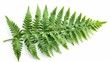 © ChaoticMind - An individual green fern leaf displayed with its detailed and unique pattern, reflecting nature’s intricacy and grace, isolated against a plain white background.