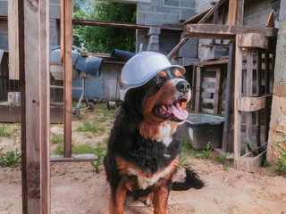 Cute Bearnaise dog wearing hard safety hat on a construction site. New building wall in the background. Good boss concept. Security and safety theme. Funny scene with a big animal.