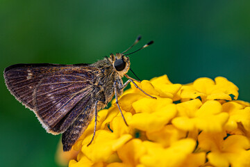 Wall Mural - butterfly on flower