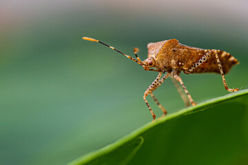 Canvas Print - close up of a bug