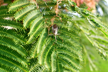 Poster - Insect on a Mimosa Tree Leaf