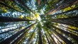 © Farid - Douglas fir tree in Cathedral Grove, MacMillan Provincial Park, Vancouver island, British Columbia, Canada.