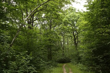 Sticker - Beautiful green trees and pathway in forest