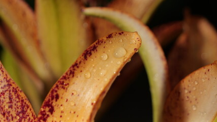 Aufkleber - A close up of a flower with droplets of water on it