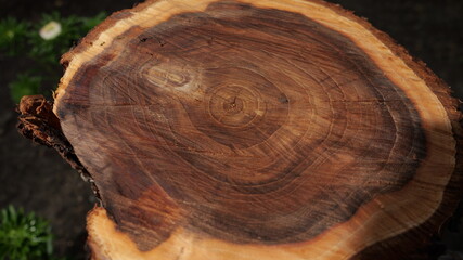 Poster - A large piece of wood with a dark brown color