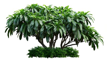 Poster - Flower bush shrub tree plant isolated tropical jungle plant with clipping path : Generative AI