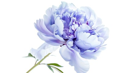 Poster - Bluepurple  peony flower  on white isolated background with clipping path Closeup For design Nature : Generative AI
