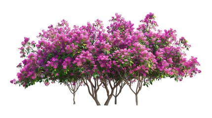 Wall Mural - Tropical plant fence bush shrub surfinia pink tree isolated on white background with clipping path : Generative AI