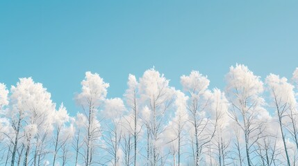 Snowy white trees from below against blue sky, winter panoramic background with copy-space. 