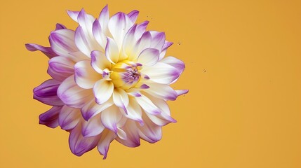 Sticker - Beautiful fresh white and purple Dahlia flower falling in the air isolated on yellow background Levitation or zero gravity conception High resolution image : Generative AI