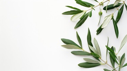 Poster - Two fresh olive branches with leaves isolated on white background closeup : Generative AI