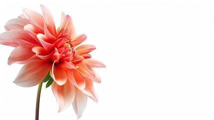 Aufkleber - Dahlia flower  on a  white isolated background with clipping path Closeup  Nature : Generative AI