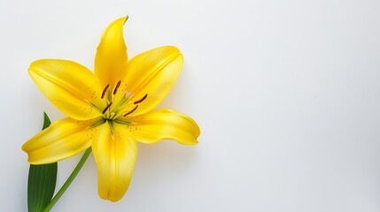 Poster - Lily  flower  on white isolated background with clipping path  Closeup For design View from above  Nature : Generative AI