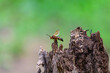 © James W. Thompson - An Eastern Cicada Killer Wasp at Riverside Park, in Donegal Township, Pennsylvania.
