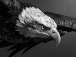 © Alexander Chaykin - A close-up photograph of an eagle's face in monochrome tones, suitable for use as a symbolic image or in editorial content