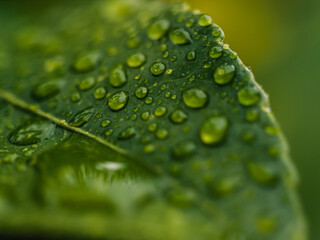 Sticker - Water droplets on a leaf