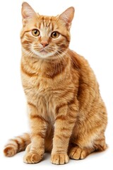 Wall Mural - A cat with orange fur is sitting on a white background. The cat has a curious expression on its face - generative ai