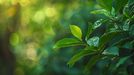 Wall Mural - Nature view of green leaf on blurred greenery background in garden with copy space using as background natural green plants landscape ecology fresh wallpaper : Generative AI