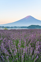 Wall Mural - 山梨県河口湖とラベンダー畑と富士山