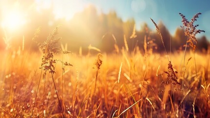 Poster - Sunny autumn meadow Natural background : Generative AI
