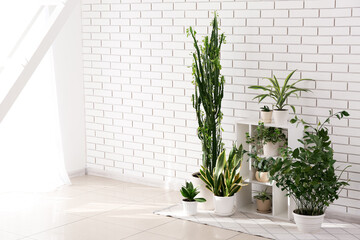 Wall Mural - Shelving unit with green houseplants near white brick wall in room