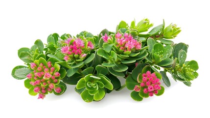 Rhodiola Rosea Plant with Dewdrops