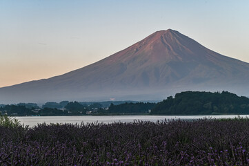 Wall Mural - 河口湖とラベンダー畑と富士山