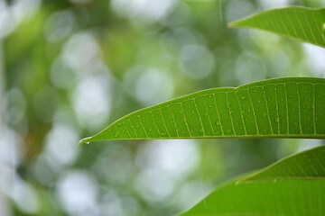 Wall Mural - beautiful green leaf texture in springtime, water drop on frangipani leaves