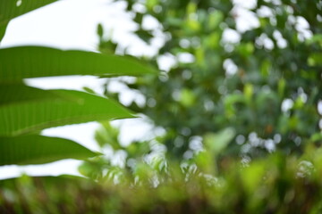 Wall Mural - defocused beautiful green leaf texture in springtime, abstract blur natural background