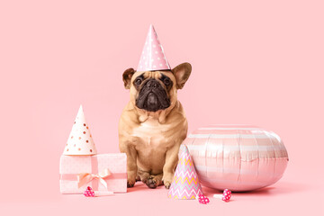 Wall Mural - Cute French bulldog in party hat with air balloon and gift box on pink background