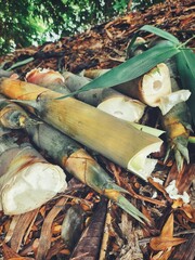 Wall Mural - Close up of bamboo shoots in nature