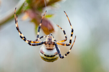 Wall Mural - argiope bruennichi (wasp spider) on web, invasive species of orb-web spider distributed throughout c