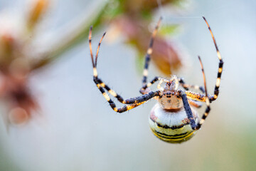 Wall Mural - argiope bruennichi (wasp spider) on web, invasive species of orb-web spider distributed throughout c