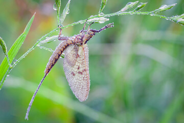 Wall Mural - a beautiful mayfly ( ephemera vulgata) perching on grass seeds.