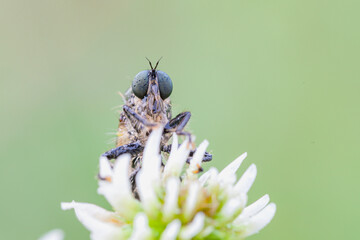 Wall Mural - predatory fly ktyr hunts on a leaf of a plant.